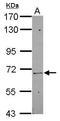 Zinc Finger Protein 319 antibody, GTX119611, GeneTex, Western Blot image 