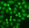 PYD And CARD Domain Containing antibody, FNab08809, FineTest, Immunofluorescence image 