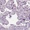 Parkin Coregulated antibody, HPA066293, Atlas Antibodies, Immunohistochemistry frozen image 