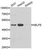 NELF-E antibody, A7006, ABclonal Technology, Western Blot image 