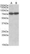 Down syndrome cell adhesion molecule antibody, 45-499, ProSci, Immunofluorescence image 