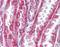 Wnt Family Member 16 antibody, TA341209, Origene, Immunohistochemistry frozen image 