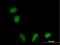 Rab Interacting Lysosomal Protein Like 1 antibody, H00353116-B01P, Novus Biologicals, Immunofluorescence image 