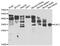 ELL Associated Factor 2 antibody, abx005377, Abbexa, Western Blot image 