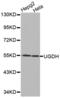 UDP-Glucose 6-Dehydrogenase antibody, abx001122, Abbexa, Western Blot image 