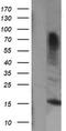 Growth arrest and DNA damage-inducible protein GADD45 gamma antibody, CF505491, Origene, Western Blot image 