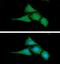 BCL2 Associated Athanogene 2 antibody, GTX57685, GeneTex, Immunofluorescence image 