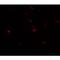 Transglutaminase 7 antibody, LS-B9576, Lifespan Biosciences, Immunofluorescence image 
