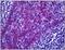 FRAS1 Related Extracellular Matrix 1 antibody, AP31265PU-N, Origene, Immunohistochemistry frozen image 