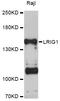 Leucine Rich Repeats And Immunoglobulin Like Domains 1 antibody, abx126103, Abbexa, Western Blot image 
