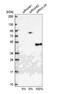 Translocase Of Inner Mitochondrial Membrane 44 antibody, NBP1-86941, Novus Biologicals, Western Blot image 