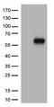 Interleukin-3 receptor subunit alpha antibody, TA813686, Origene, Western Blot image 