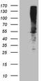 Argininosuccinate Synthase 1 antibody, TA809138, Origene, Western Blot image 