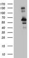 RAB3A Interacting Protein antibody, TA808985S, Origene, Western Blot image 