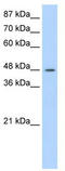 Surfeit 6 antibody, TA345982, Origene, Western Blot image 