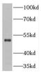TNFAIP3 Interacting Protein 2 antibody, FNab08832, FineTest, Western Blot image 