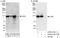 Lysine Demethylase 1A antibody, A300-215A, Bethyl Labs, Immunoprecipitation image 
