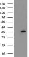 Myeloid leukemia factor 1 antibody, TA504767S, Origene, Western Blot image 