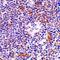 Cell death regulator Aven antibody, orb74441, Biorbyt, Immunohistochemistry paraffin image 