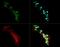 Dual specificity tyrosine-phosphorylation-regulated kinase 2 antibody, GTX48606, GeneTex, Immunocytochemistry image 