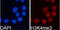 Histone Cluster 3 H3 antibody, GTX55482, GeneTex, Immunocytochemistry image 