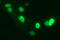 Chromatin Assembly Factor 1 Subunit B antibody, TA506840AM, Origene, Immunofluorescence image 