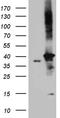 DnaJ Heat Shock Protein Family (Hsp40) Member B4 antibody, TA812139, Origene, Western Blot image 