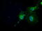 N-acetyltransferase 8 antibody, M08414, Boster Biological Technology, Immunofluorescence image 