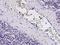 Ficolin 1 antibody, GTX02084, GeneTex, Immunohistochemistry paraffin image 