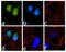 MDS1 And EVI1 Complex Locus antibody, 702005, Invitrogen Antibodies, Immunofluorescence image 