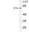 Complement C1s subcomponent antibody, LS-C177815, Lifespan Biosciences, Western Blot image 