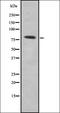 Serologically defined colon cancer antigen 8 antibody, orb337642, Biorbyt, Western Blot image 