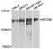 Myosin VB antibody, A8558, ABclonal Technology, Western Blot image 