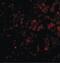 DNA damage-regulated autophagy modulator protein 1 antibody, PA5-20336, Invitrogen Antibodies, Immunofluorescence image 