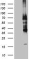 Lymphocyte activation antigen CD30 antibody, CF810679, Origene, Western Blot image 