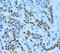 Histone Deacetylase 1 antibody, ab19845, Abcam, Immunocytochemistry image 