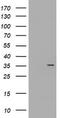 NADH-cytochrome b5 reductase 1 antibody, TA504639S, Origene, Western Blot image 