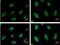 Replication Protein A2 antibody, NB100-158, Novus Biologicals, Immunofluorescence image 
