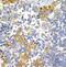 NICD antibody, FNab05798, FineTest, Immunohistochemistry frozen image 