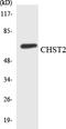 Carbohydrate Sulfotransferase 2 antibody, LS-C291798, Lifespan Biosciences, Western Blot image 