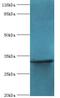 KIAA1191 antibody, LS-C371812, Lifespan Biosciences, Western Blot image 