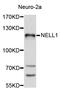 Neural EGFL Like 1 antibody, abx126982, Abbexa, Western Blot image 
