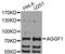 Angiogenic factor with G patch and FHA domains 1 antibody, LS-C409764, Lifespan Biosciences, Western Blot image 