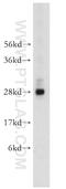 Brain Expressed X-Linked 3 antibody, 10446-1-AP, Proteintech Group, Western Blot image 