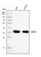 D-Amino Acid Oxidase antibody, A00773-4, Boster Biological Technology, Western Blot image 