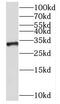 NK1 Homeobox 2 antibody, FNab05749, FineTest, Western Blot image 
