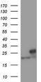 Leucine Zipper And CTNNBIP1 Domain Containing antibody, LS-C337979, Lifespan Biosciences, Western Blot image 