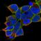 Adducin 3 antibody, HPA035696, Atlas Antibodies, Immunocytochemistry image 