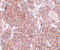 Tetraspanin 9 antibody, 5559, ProSci Inc, Immunohistochemistry frozen image 