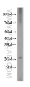 Heat Shock Protein Nuclear Import Factor Hikeshi antibody, 20524-1-AP, Proteintech Group, Western Blot image 